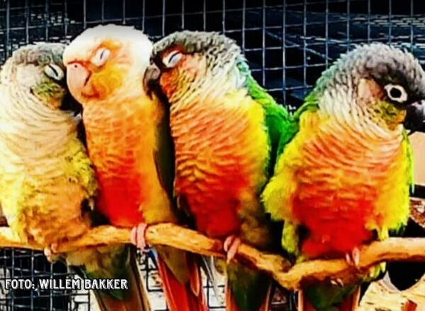 Vandaag bereikte ons een heel mooi bericht.. De Volière blijft en dat is heel fijn.